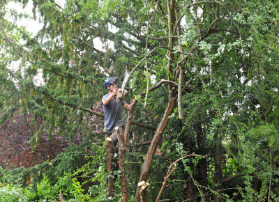 TreeSurgery280612_ 96.jpg
