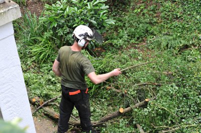 TreeSurgery280612_ 97.jpg