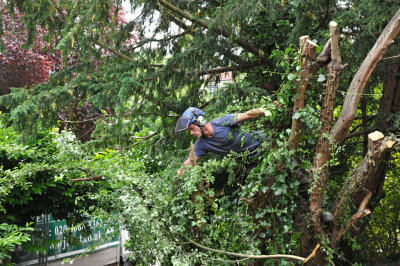 TreeSurgery280612_ 98.jpg