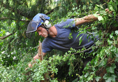 TreeSurgery280612_ 99.jpg