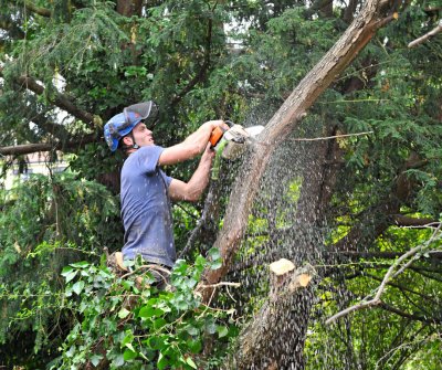 TreeSurgery280612_ b102.jpg