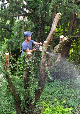 TreeSurgery280612_ b103.jpg