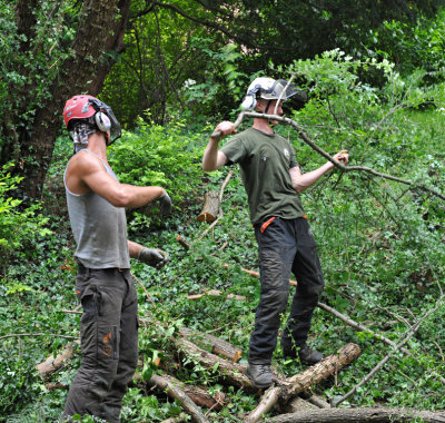 TreeSurgery280612_ b110.jpg