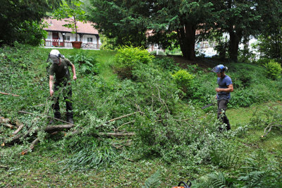 TreeSurgery280612_ b111.jpg
