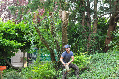TreeSurgery280612_ b115.jpg