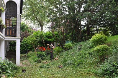 TreeSurgery280612_ b116.jpg