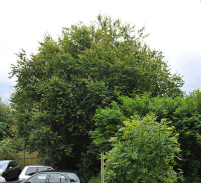 TreeSurgery280612_ b120.jpg
