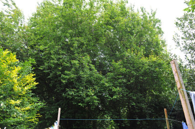 TreeSurgery280612_ b124.jpg