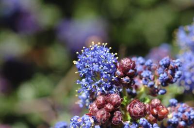 Ceanothus 09.jpg