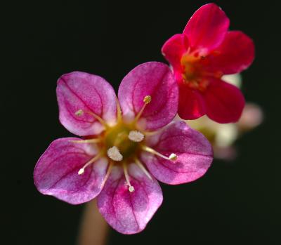 Saxifrage 05.jpg