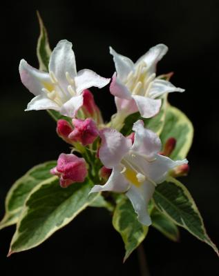 Weigela 18.jpg