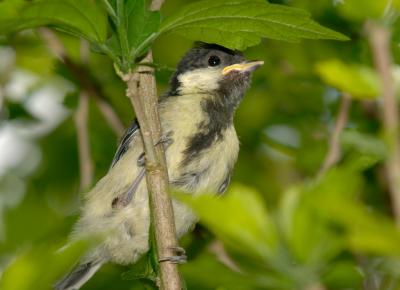 Great Tit baby 06.jpg