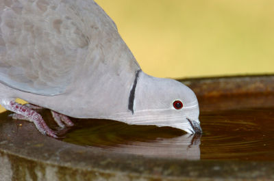 Collared Dove 02.jpg