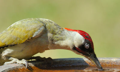 Green Woodpecker 12.jpg