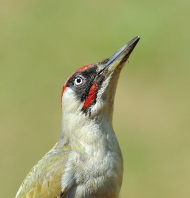 Green Woodpecker 14.jpg