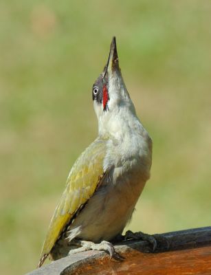 Green Woodpecker 17.jpg