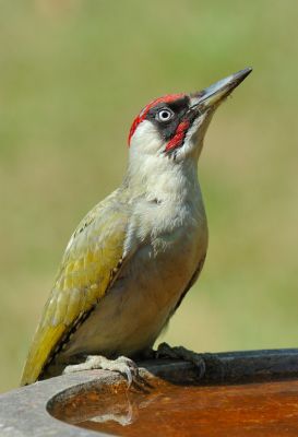 Green Woodpecker 34.jpg