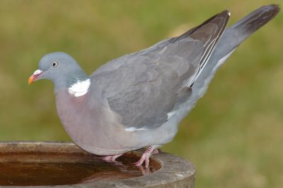 Woodpigeon 03.jpg