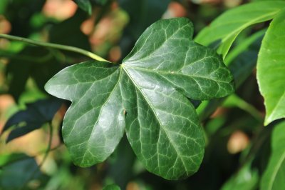 Ivy 05.jpg