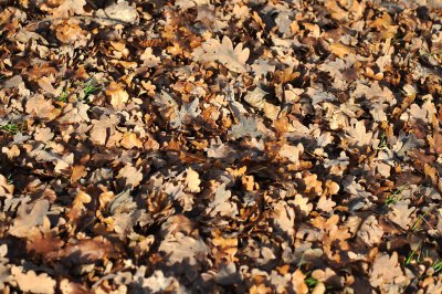 Leaves 03.jpg