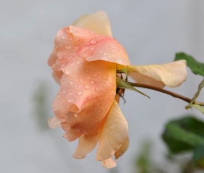Rose 123.jpg