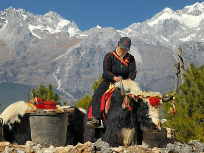 Minority Tibetian Tribe Native Riding on a Hairy Bull