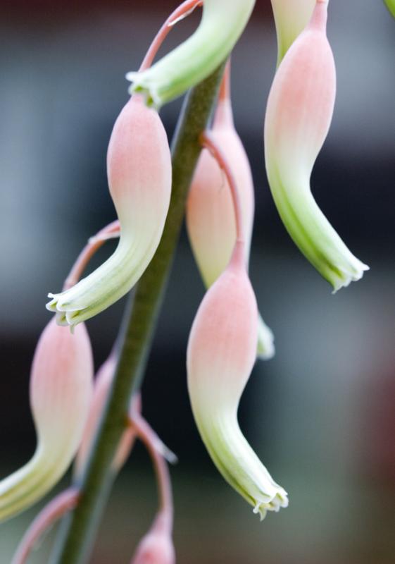 Ox Tongue Flowers