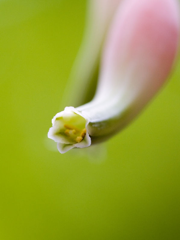Ox Tongue Flower