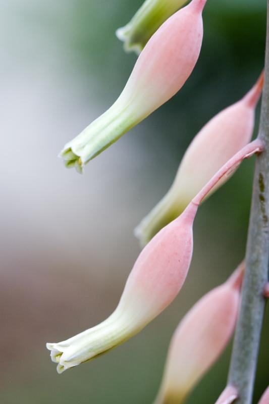 Ox Tongue Flowers