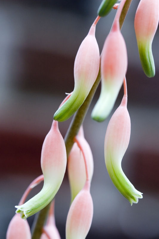 Ox Tongue Flowers
