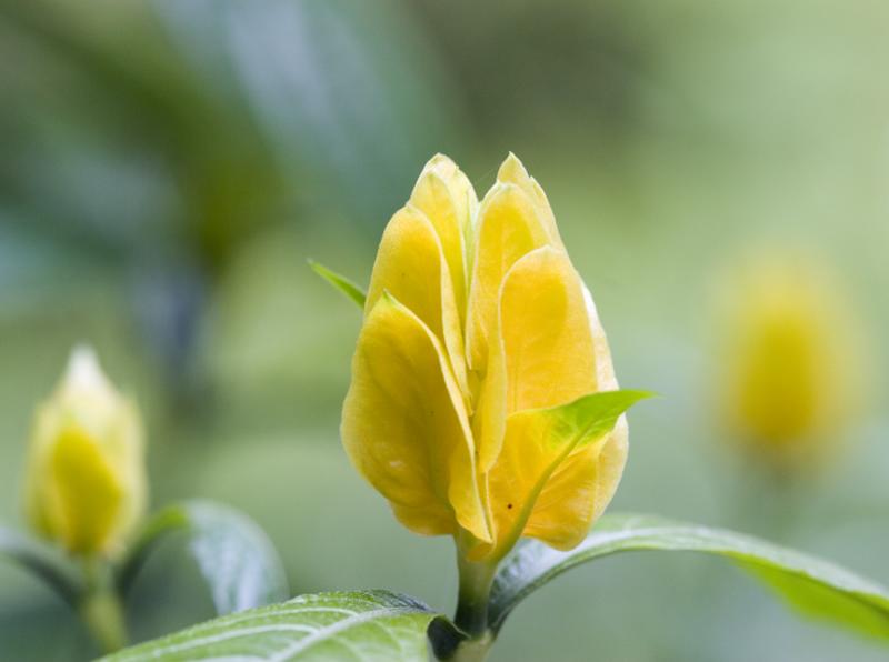 Popcorn Plant Flower, Immature