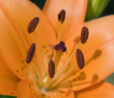 Day Lily, A Different View