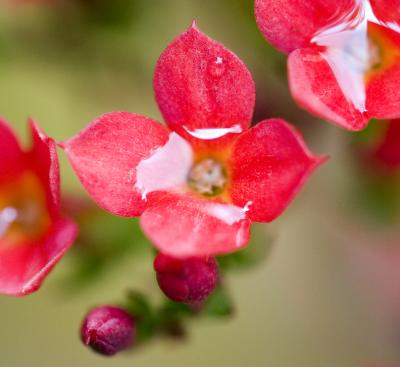 Jade Flowers 01