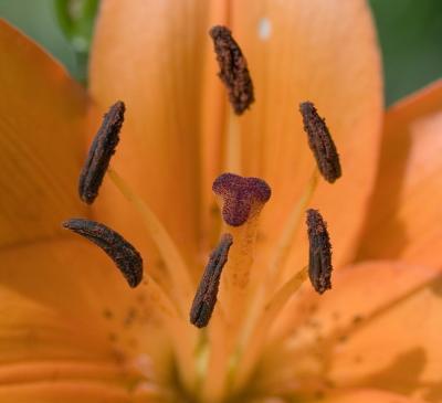 Day Lily, a different view