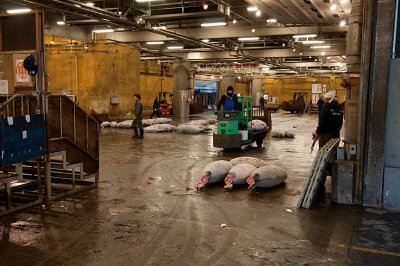 Auction Floor