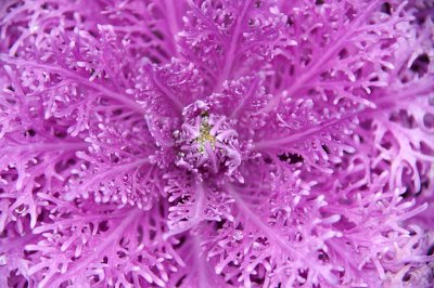 Plant Closeup