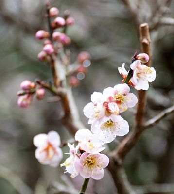 Blossoms