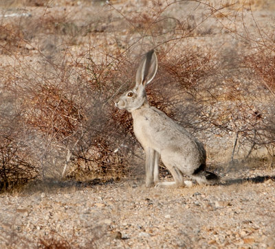 Hare Today