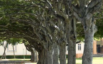 Trees