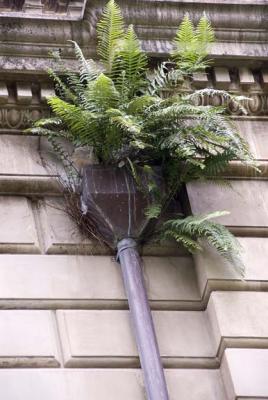 Gutter Growth