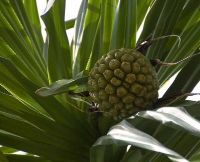 Pandanas Fruit