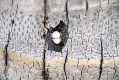 Gecko Eggs in Coconut Tree