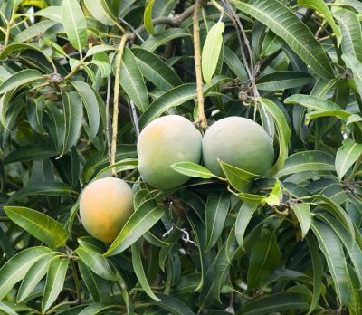 Mangos