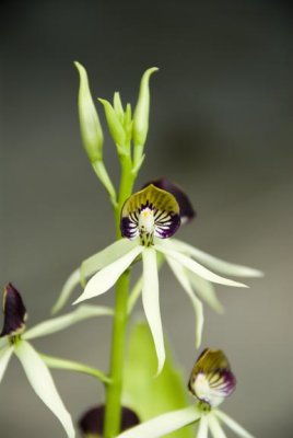 July Orchid