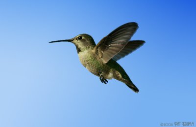 Birds