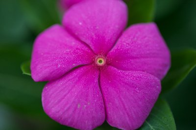 Flower test 001