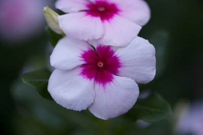 Flower test 002