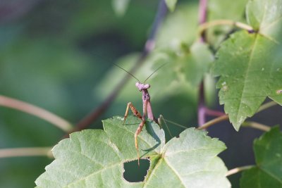 Mantis 002