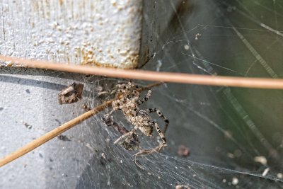 Spider 004