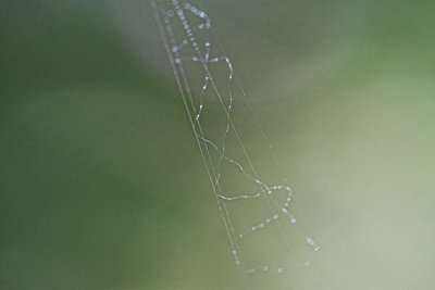 Web 006